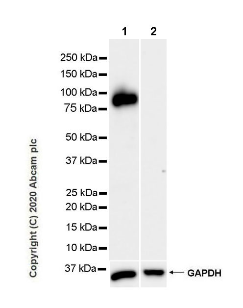 Western blot - Anti-MAG/GMA antibody [EPR24276-125] (AB277524), expandable thumbnail