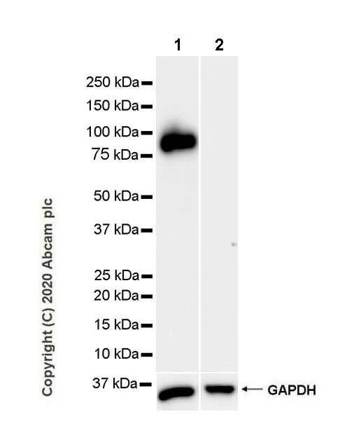 Western blot - Anti-MAG/GMA antibody [EPR24276-125] (AB277524)