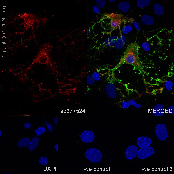 Immunocytochemistry/ Immunofluorescence - Anti-MAG/GMA antibody [EPR24276-125] - BSA and Azide free (AB277535)