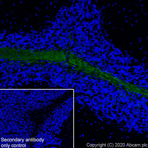 Immunohistochemistry (Frozen sections) - Anti-MAG/GMA antibody [EPR24276-125] - BSA and Azide free (AB277535)