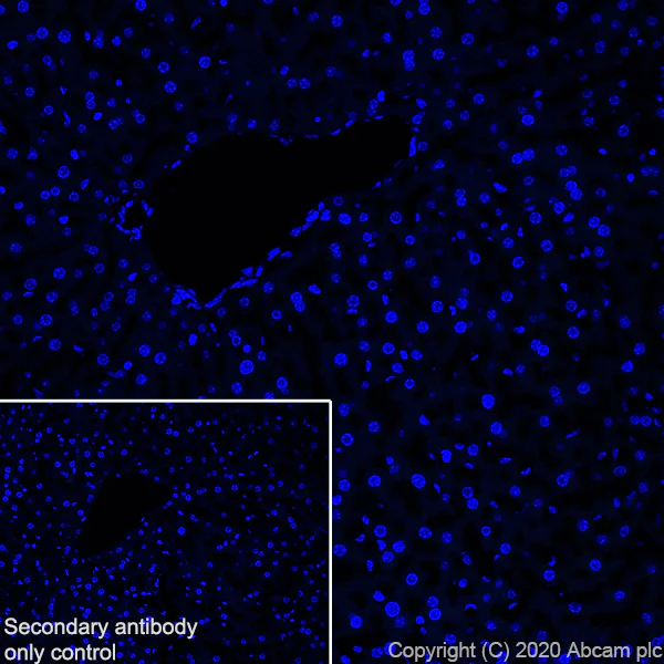 Immunohistochemistry (Frozen sections) - Anti-MAG/GMA antibody [EPR24276-125] - BSA and Azide free (AB277535)