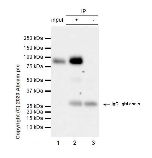 Immunoprecipitation - Anti-MAG/GMA antibody [EPR24276-125] - BSA and Azide free (AB277535)