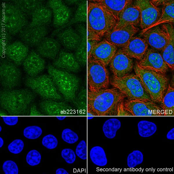 Immunocytochemistry/ Immunofluorescence - Anti-MAGE3 antibody [EPR19065] - BSA and Azide free (AB251574)