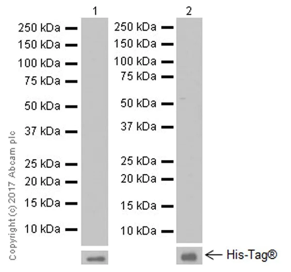 Western blot - Anti-MAGE3 antibody [EPR19065] - BSA and Azide free (AB251574)