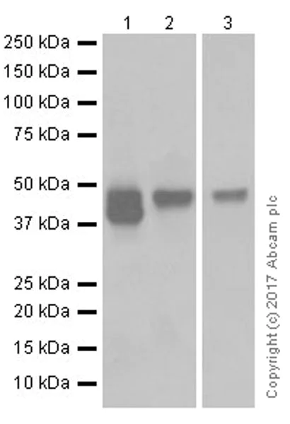 Western blot - Anti-MAGE3 antibody [EPR19065] - BSA and Azide free (AB251574)