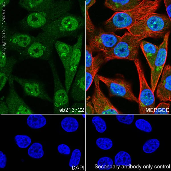 Immunocytochemistry/ Immunofluorescence - Anti-MAGE3 antibody [EPR20658] (AB213722)