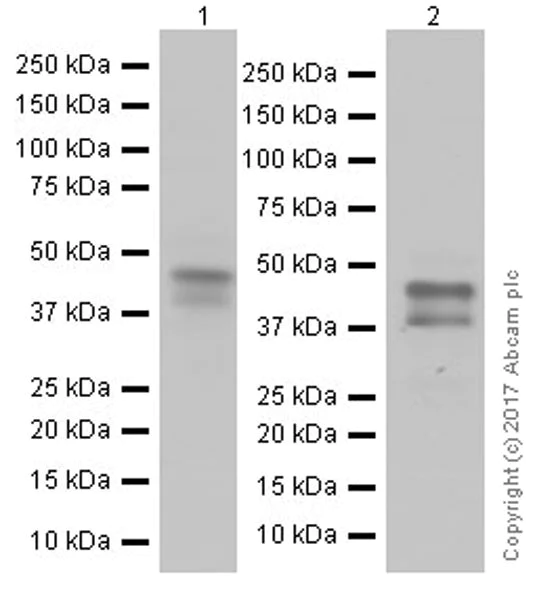 Western blot - Anti-MAGE3 antibody [EPR20658] (AB213722)