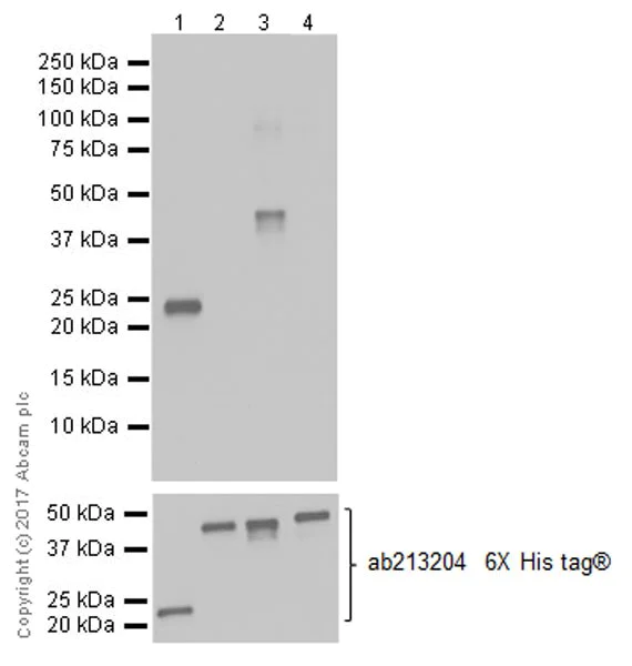 Western blot - Anti-MAGE3 antibody [EPR20658] (AB213722)