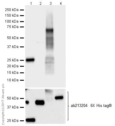 Western blot - Anti-MAGE3 antibody [EPR20658] (AB213722)