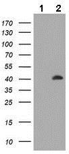 Western blot - Anti-MAGE3 antibody [OTI1H1] (AB140678), expandable thumbnail