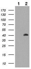 Western blot - Anti-MAGE3 antibody [OTI1H1] (AB140678)