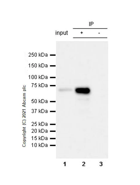 Immunoprecipitation - Anti-MAGEA10 antibody [EPR24366-89] (AB271057)