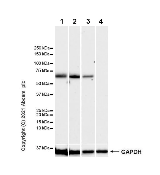 Western blot - Anti-MAGEA10 antibody [EPR24366-89] (AB271057)