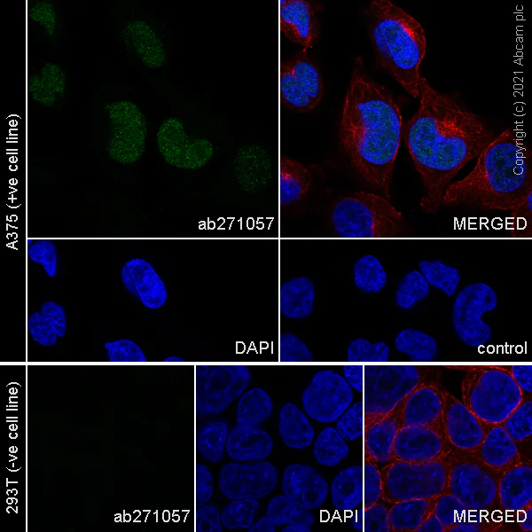Immunocytochemistry/ Immunofluorescence - Anti-MAGEA10 antibody [EPR24366-89] - BSA and Azide free (AB282590)