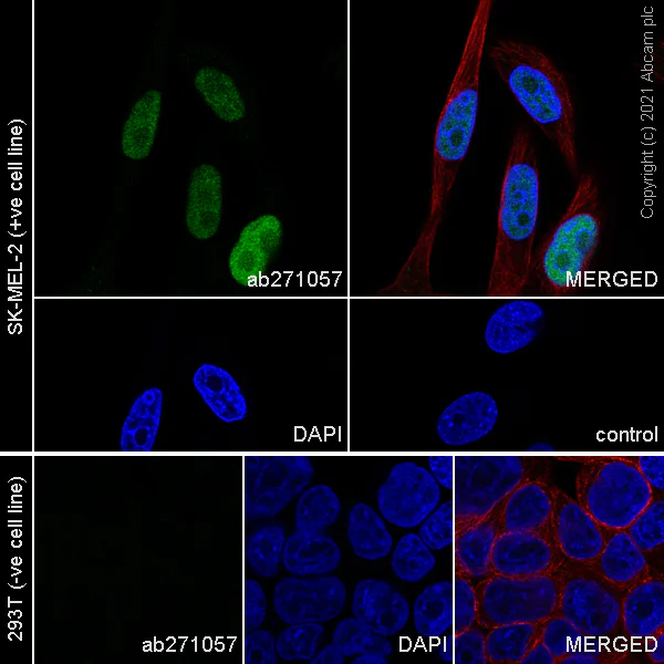 Immunocytochemistry/ Immunofluorescence - Anti-MAGEA10 antibody [EPR24366-89] - BSA and Azide free (AB282590)