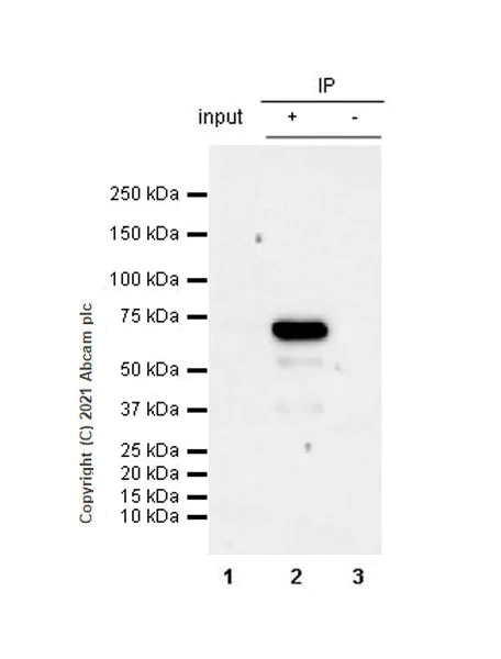 Immunoprecipitation - Anti-MAGEA10 antibody [EPR24366-89] - BSA and Azide free (AB282590)