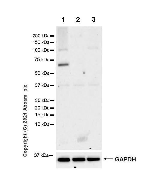Western blot - Anti-MAGEA10 antibody [EPR24366-89] - BSA and Azide free (AB282590)