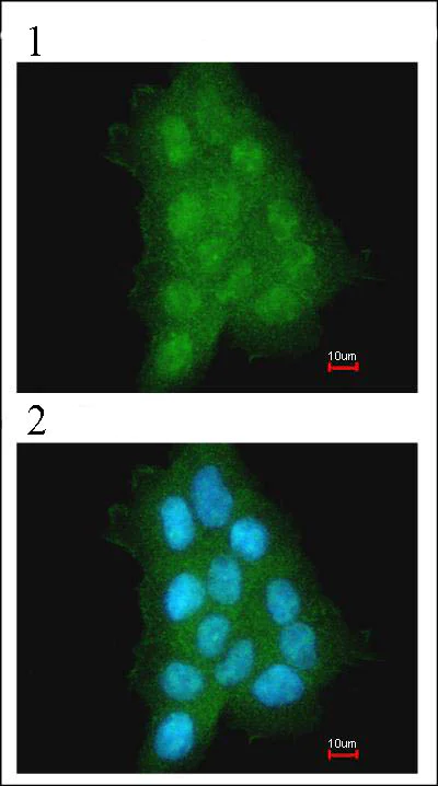 Immunocytochemistry/ Immunofluorescence - Anti-MAGEA11 antibody (AB96236)