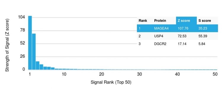 Protein Array - Anti-MAGEA4 antibody [CPTC-MAGEA4-1] - BSA and Azide free (AB268201), expandable thumbnail