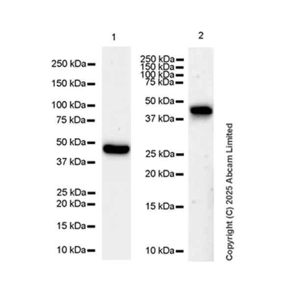 Western blot - Anti-MAGEA4 antibody [EPR26098-164] - BSA and Azide free (AB323811)