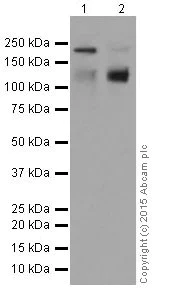 Western blot - Anti-MAGEC1 antibody [EPR18067] - BSA and Azide free (AB251470)