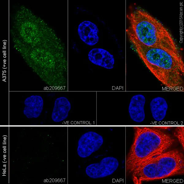 Immunocytochemistry/ Immunofluorescence - Anti-MAGEC2 antibody [EPR19064] - BSA and Azide free (AB223794)