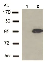 Western blot - Anti-MAGED1/NRAGE antibody (AB104627)