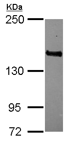 Western blot - Anti-MAGI3 antibody (AB111692)