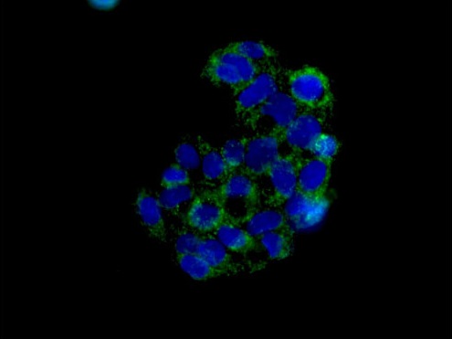 Immunocytochemistry/ Immunofluorescence - Anti-MAGMAS antibody [EPR15214] (AB184157)