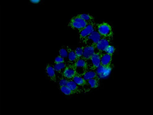 Immunocytochemistry/ Immunofluorescence - Anti-MAGMAS antibody [EPR15214] - BSA and Azide free (AB250716)