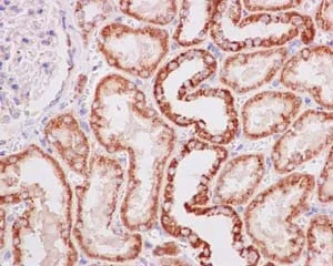 Immunohistochemistry (Formalin/PFA-fixed paraffin-embedded sections) - Anti-MAGMAS antibody [EPR15214] - BSA and Azide free (AB250716)