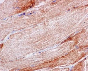 Immunohistochemistry (Formalin/PFA-fixed paraffin-embedded sections) - Anti-MAGMAS antibody [EPR15214] - BSA and Azide free (AB250716)