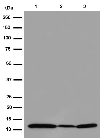 Western blot - Anti-MAGMAS antibody [EPR15214] - BSA and Azide free (AB250716)