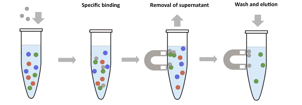 Purification - Magnetic Antibody Purification System (AB270532), expandable thumbnail