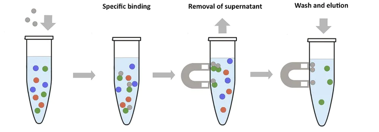 Purification - Magnetic Antibody Purification System (AB270532)