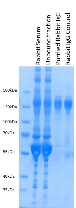 Purification - Magnetic Antibody Purification System (AB270532)