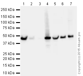 Immunoprecipitation - Magnetic beads Anti-GFP VHH Single Domain antibody (AB193983)