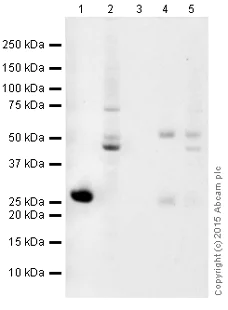Immunoprecipitation - Magnetic beads Anti-GFP VHH Single Domain antibody (AB193983)