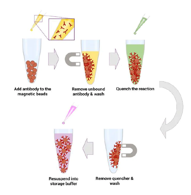Conjugation - Magnetic Conjugation Kit (AB269890)