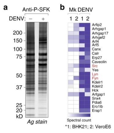 Mass Spectrometry - Magnetic Conjugation Kit (AB269890)