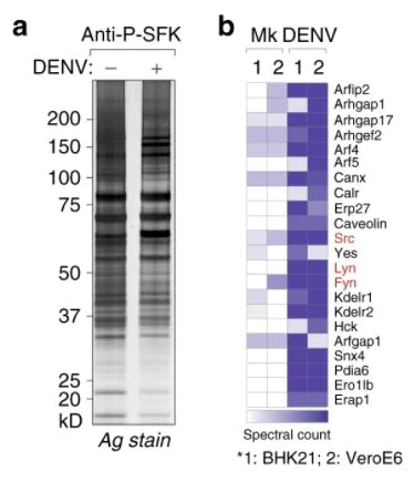 Mass Spectrometry - Magnetic Conjugation Kit (AB269890)