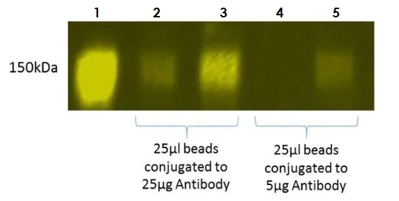 Western blot - Magnetic Conjugation Kit (AB269890)