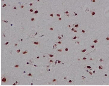 Immunohistochemistry (Formalin/PFA-fixed paraffin-embedded sections) - Anti-Mago nashi homolog 2 antibody [EPR14037-43] (AB186431)