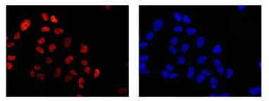 Immunocytochemistry/ Immunofluorescence - Anti-Mago nashi homolog 2 antibody [EPR14037-43] - BSA and Azide free (AB250884)