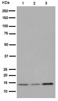 Western blot - Anti-Mago nashi homolog 2 antibody [EPR14037-43] - BSA and Azide free (AB250884)