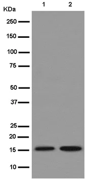 Western blot - Anti-Mago nashi homolog 2 antibody [EPR14037-43] - BSA and Azide free (AB250884)
