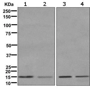 Western blot - Anti-MAGOH antibody [EPR10745] - BSA and Azide free (AB249612)