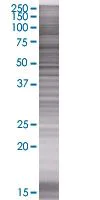 SDS-PAGE - MAGOH overexpression 293T lysate (whole cell) (AB94264)