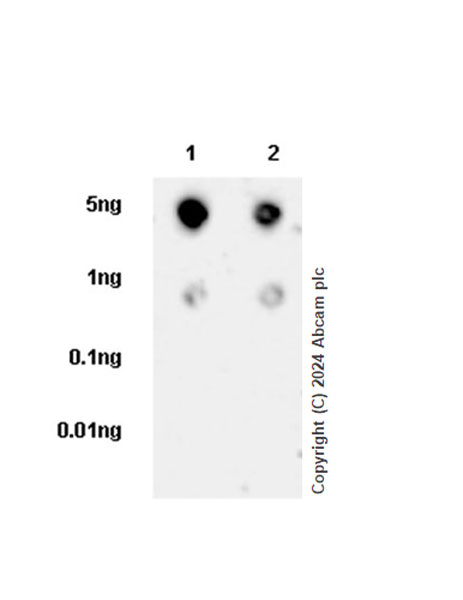 Dot Blot - Anti-MAGOH+MAGOHB antibody [EPR14037] (AB180505), expandable thumbnail