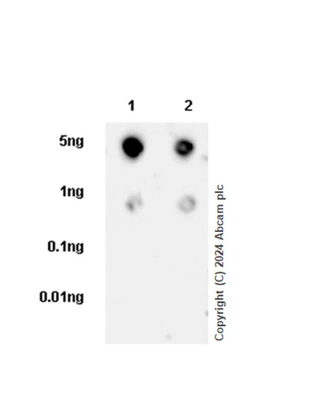 Dot Blot - Anti-MAGOH+MAGOHB antibody [EPR14037] - BSA and Azide free (AB250207)